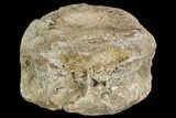 Hadrosaur Vertebra - Alberta (Disposition #-) #111128-3
